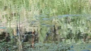 Su Yılanı Bataklık Çalı ve Yosun Nehri 'nde yüzer. Yavaş Hareket