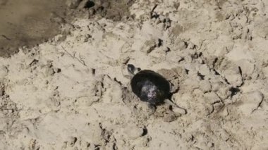 Kaplumbağa suya doğru sürünüyor ve nehre dalıyor. Slow Motion 240 fps