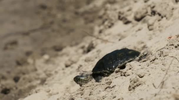 Želva se plazí po písku k vodě a potápí se do řeky. Pomalý pohyb — Stock video