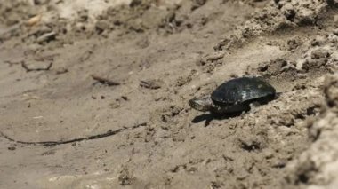 Kaplumbağa suya doğru sürünüyor ve nehre dalıyor. Yavaş Hareket
