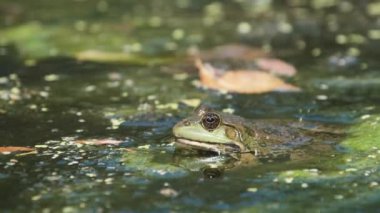 Yeşil Kurbağa Bataklıkta Oturuyor