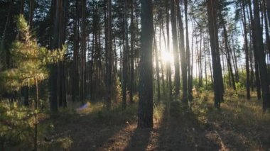 Günbatımında Yaz Ormanı