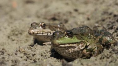 Nehir kıyısının yakınındaki kumların üzerinde yan yana oturan iki kurbağa. Kurbağa Portresi