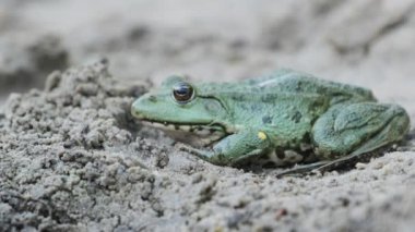 Nehir kıyısındaki Kum üzerinde Kurbağa Oturuşu. Kurbağa Portresi