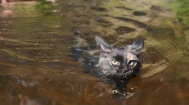 Nehirde Yüzen Kedi. Kara Kedi Suda Yüzüyor. Kedi Duyguları. Yavaş çekim