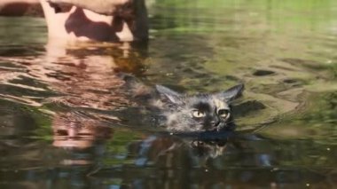 Suda Yüzen Kedi. Kara Kedi Nehirde Yüzüyor. Kedi Duyguları. Yavaş çekim