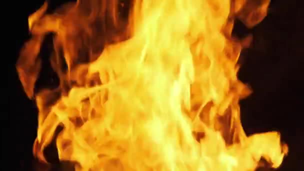 Bonfire Burning at Night. Flames of Campfire at Nature. Slow Motion 240 fps — Stock Video