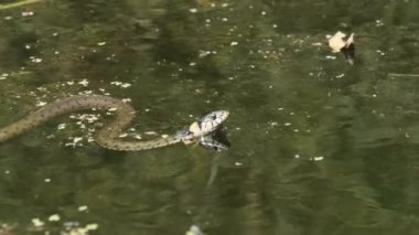 Su Yılanı Bataklık Çalı ve Yosun Nehri 'nde yüzer. Yavaş Hareket