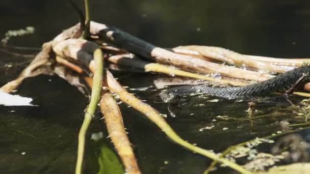 Würfelnatter schwimmt durch Sümpfe aus Sumpfdickicht und Algen. Zeitlupe — Stockvideo