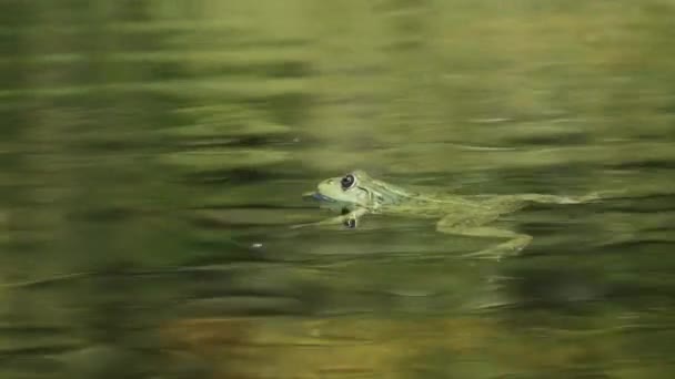 Grüner Frosch sitzt im Sumpf — Stockvideo