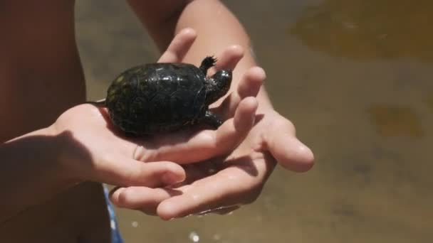 Boy sostiene tortuga pequeña en armas en el fondo de la orilla del río. Moción lenta — Vídeos de Stock