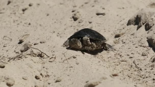 River Turtle rastejando na areia para a água perto de Riverbank. Movimento lento — Vídeo de Stock