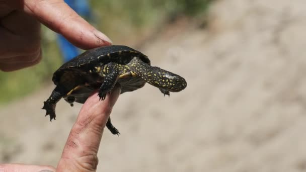 Dita maschili che tengono una piccola tartaruga di fiume sullo sfondo della riva del fiume — Video Stock