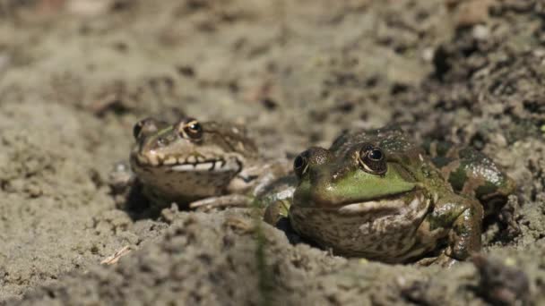 Dos ranas se sientan lado a lado en la arena cerca de la orilla del río. Retrato de sapo — Vídeo de stock