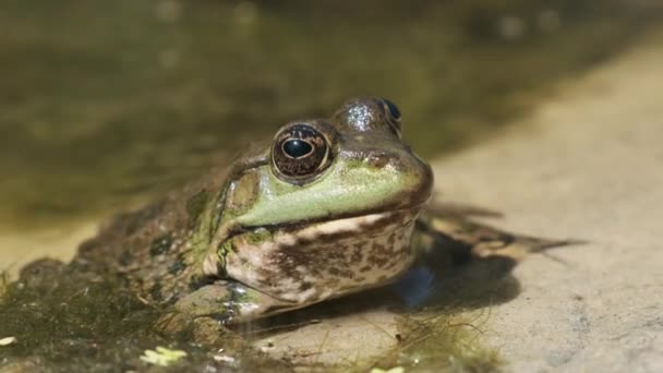 Zelená žába sedí na břehu řeky na písku ve vodě. Portrét ropuchy v bažině — Stock video