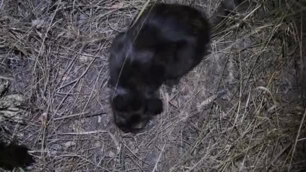 Η γάτα τρώει το πιασμένο γκρι ποντίκι τη νύχτα — Αρχείο Βίντεο