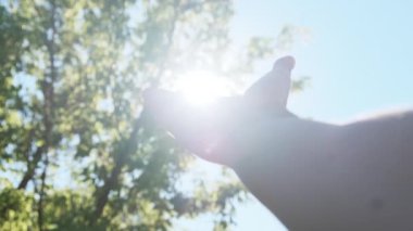 Güneşe dokun. Erkek El Yeşil Ağaç Yapraklarından Güneş ışınlarıyla Parmaklarını Oynuyor