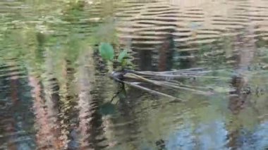 Su Yılanı Bataklık Çalı ve Yosun Nehri 'nde yüzer. Yavaş Hareket