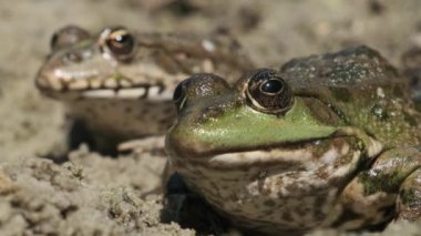 Nehir kıyısının yakınındaki kumların üzerinde yan yana oturan iki kurbağa. Kurbağa Portresi