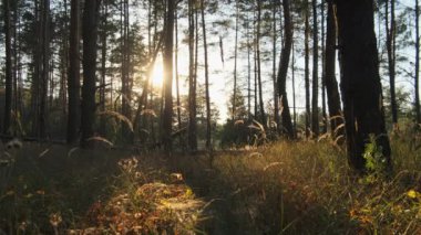 Günbatımında Yaz Ormanı