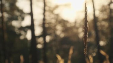 Günbatımında Yaz Ormanı