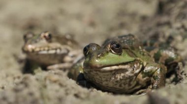 Nehir kıyısının yakınındaki kumların üzerinde yan yana oturan iki kurbağa. Kurbağa Portresi