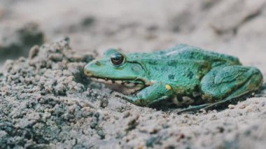 Nehir kıyısındaki Kum üzerinde Kurbağa Oturuşu. Kurbağa Portresi