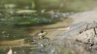 Yeşil Kurbağa Suyun İçindeki Kum Kıyısı 'nda Oturuyor. Bataklıktaki Kurbağa Portresi