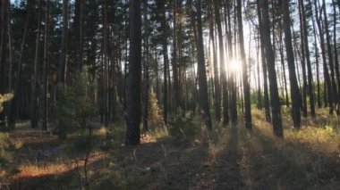 Günbatımında Yaz Ormanı