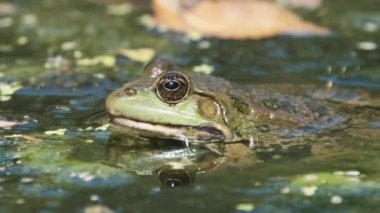 Yeşil Kurbağa Bataklıkta Oturuyor