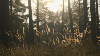 Günbatımında Yaz Ormanı