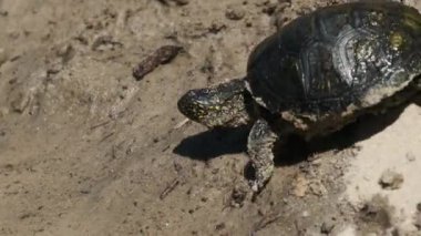 Kaplumbağa suya doğru sürünüyor ve nehre dalıyor. Yavaş Hareket