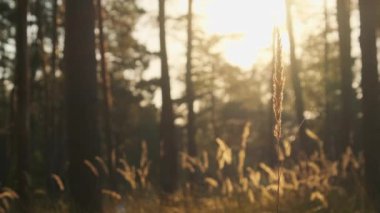 Günbatımında Yaz Ormanı