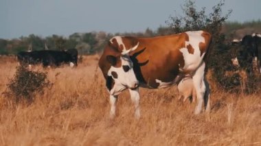 Batan Güneş 'teki İnekler Çayırda Otlanıyor