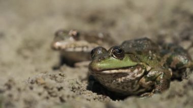 Nehir kıyısının yakınındaki kumların üzerinde yan yana oturan iki kurbağa. Kurbağa Portresi
