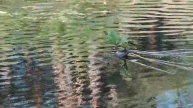 Su Yılanı Bataklık Çalı ve Yosun Nehri 'nde yüzer. Yavaş Hareket