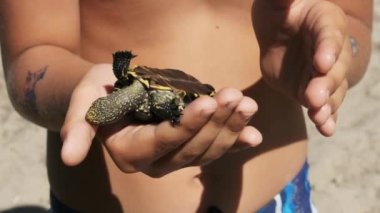 Çocuk, River Bank 'ın Arkaplanında Küçük Kaplumbağa Tutuyor. 240 fps içinde Yavaş Hareket