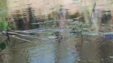 Su Yılanı Bataklık Çalı ve Yosun Nehri 'nde yüzer. Yavaş Hareket
