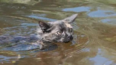 Suda Yüzen Kedi. Kara Kedi Nehirde Yüzüyor. Kedi Duyguları. Yavaş çekim