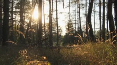 Günbatımında Yaz Ormanı