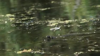 Su Yılanı Bataklık Çalı ve Yosun Nehri 'nde yüzer. Yavaş Hareket