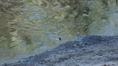 Su Yılanı Bataklık Çalı ve Yosun Nehri 'nde yüzer. Yavaş Hareket