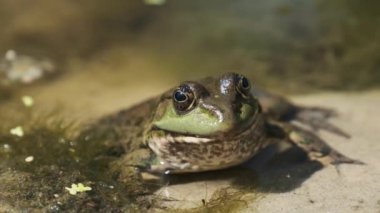Yeşil Kurbağa Suyun İçindeki Kum Kıyısı 'nda Oturuyor. Bataklıktaki Kurbağa Portresi