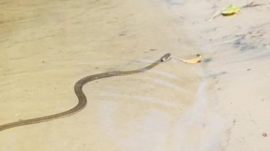 Nehir kıyısında zehirli yılan sürünüyor. Yavaş Hareket