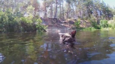 Suda Yüzen Kedi. Kara Kedi Nehirde Yüzüyor. Kedi Duyguları. Yavaş çekim