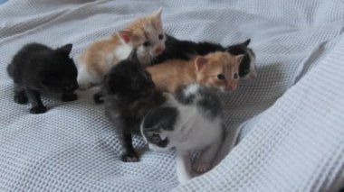 Beyaz arka planda emekleyen altı yeni doğmuş kedi yavrusu. Şirin Kedi Yavruları Grubu