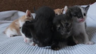 Beyaz arka planda emekleyen altı yeni doğmuş kedi yavrusu. Şirin Kedi Yavruları Grubu