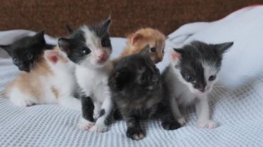 Beyaz arka planda emekleyen altı yeni doğmuş kedi yavrusu. Şirin Kedi Yavruları Grubu