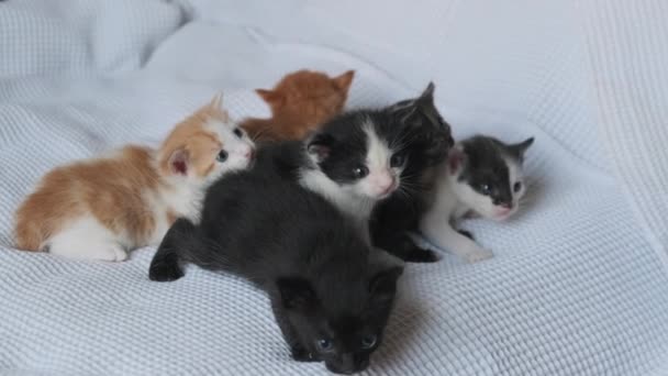 Seis gatitos recién nacidos arrastrándose sobre fondo blanco. Grupo de gatitos lindos — Vídeos de Stock