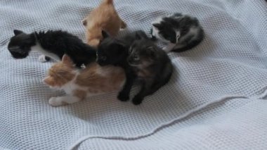 Beyaz arka planda emekleyen altı yeni doğmuş kedi yavrusu. Şirin Kedi Yavruları Grubu